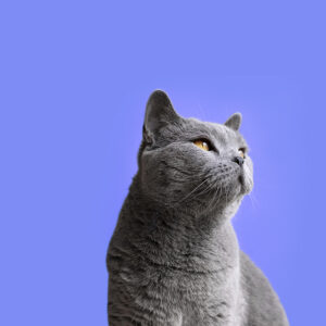 Школа ветеринарной дерматологии