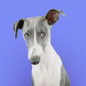 Подарок: Ушные особенности