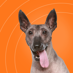 Мастер-класс по алопециям собак